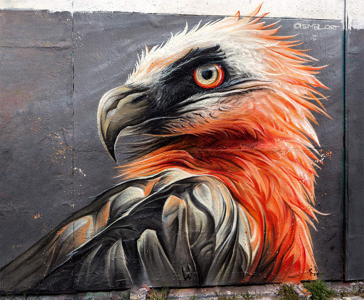 lammergier, bearded vulture, bedrid, endangered, street-art, graffiti, wall painting,