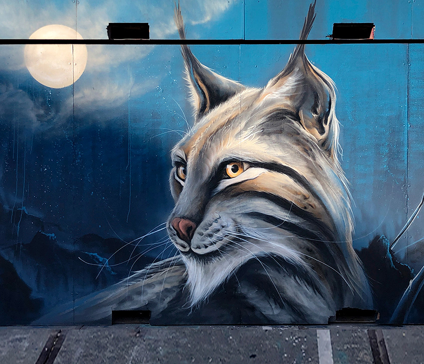 lynx, cat, cats, kat, katten, bedreigde dieren, endangered animals, street-art, graffiti, wall painting,